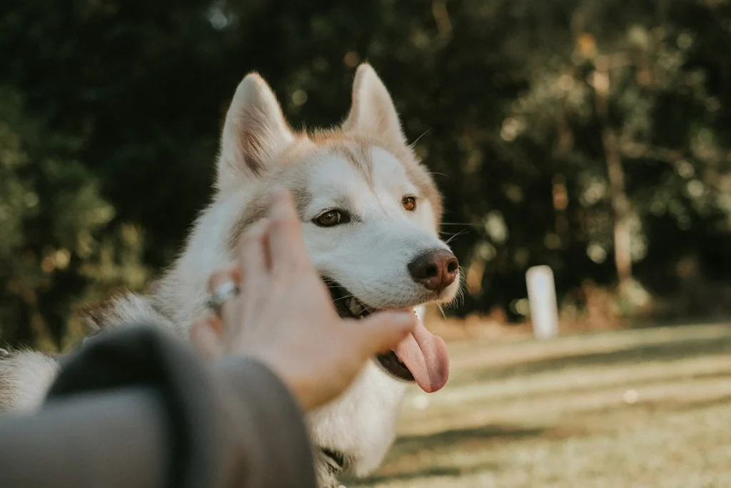 Husky souriant tendu vers une main, réalisation Animalsup